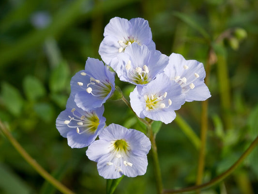 Jacob's Ladder - Polemonium reptans