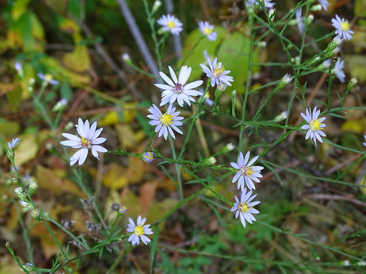 Aster, Sky Blue - Symphyotrichum oolentangiense