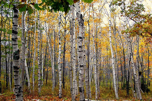 Paper Birch Pack of 25