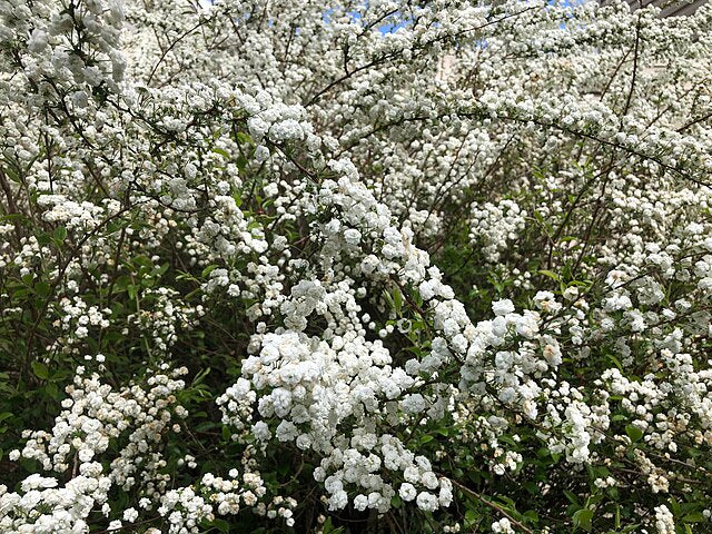 Bridal Wreath