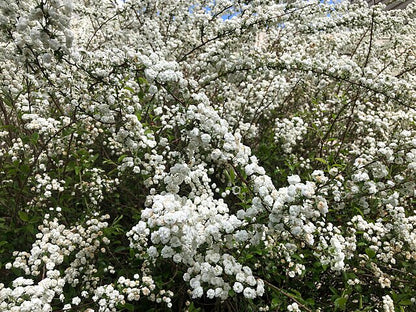 Bridal Wreath