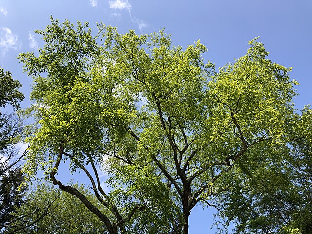 River Birch Pack of 25