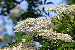 Elderberry 5 Plant Bundle