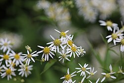 Aster, Flat-Topped - Doellingeria umbellata