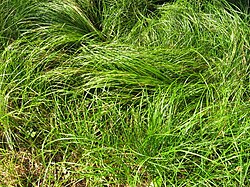 Sedge, Pennsylvania - Carex pensylvatica