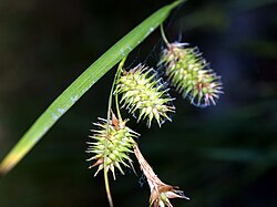 Sedge, Porcupine - Carex hystericina