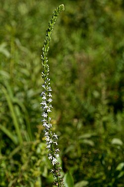 Lobelia, Pale Spiked - Lobelia spicata