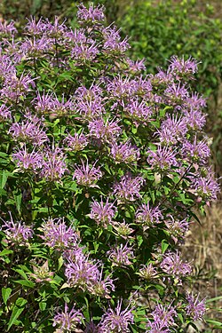Bergamot - Monarda fistulosaot