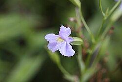 Monkey Flower - Mimulus ringens