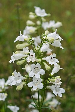 Beardtongue, Foxglove - Penstemon digitalis
