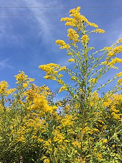 Goldenrod, Tall - Solidago altissima