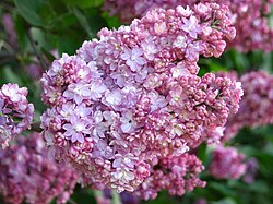 741 Lilacs, Late Pink