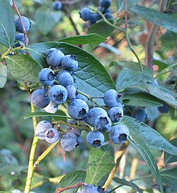 400 Native Highbush Blueberry