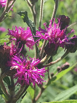 Ironweed - Vernonia missurica
