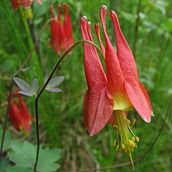 Columbine - Aquilegia canadensis