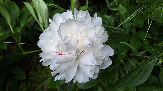 White Peony