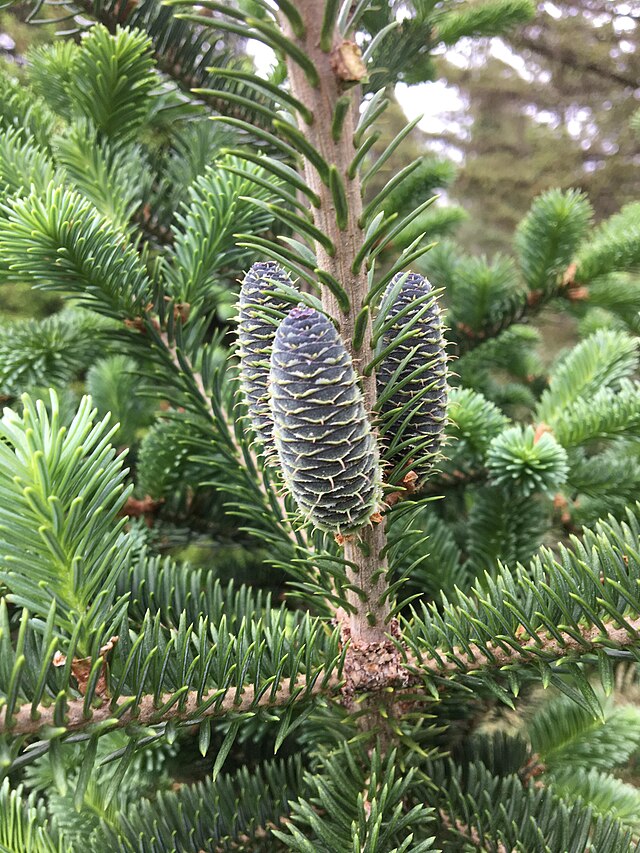 Balsam Fir Plugs Packs