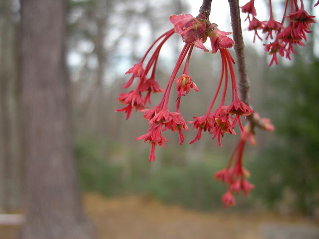 Red Maple Pack of 25