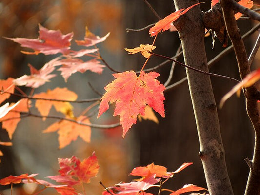 871-1 BR Maple-Red (Packed In Units of 25 Seedlings)