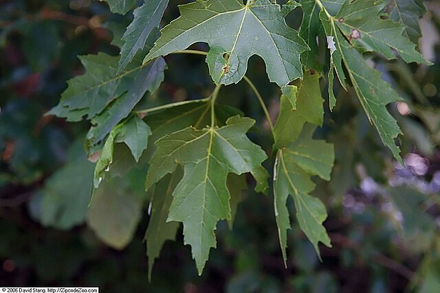 Silver Maple Pack of 25