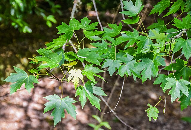 875-1 BR Maple-Silver (Packed In Units of 25 Seedlings)