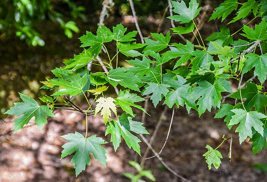 875-1 BR Maple-Silver (Packed In Units of 25 Seedlings)
