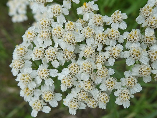 Yarrow Quart