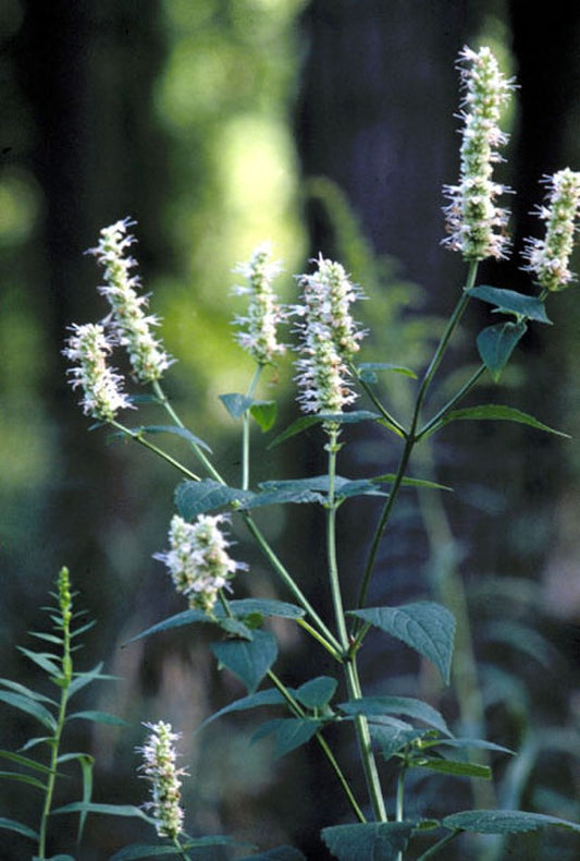 Giant Yellow Hyssop Quart