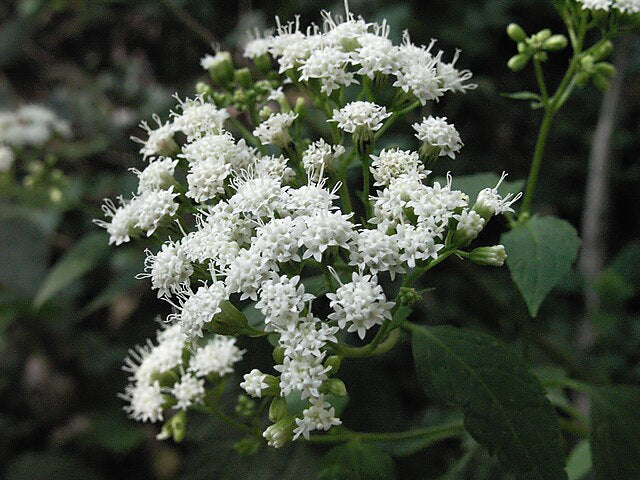 Snakeroot Quart