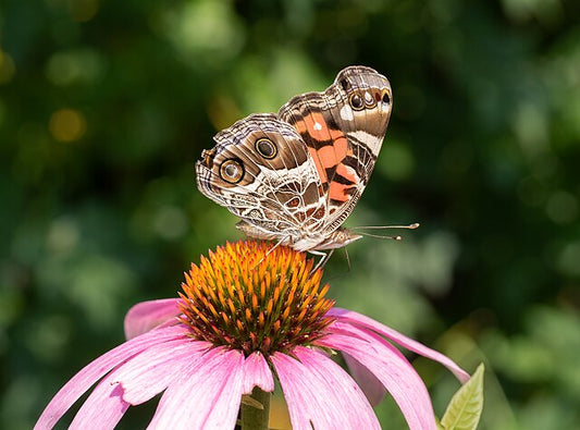 Native Plant Starter Kit