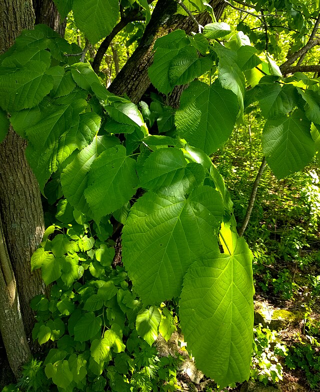 901-1 Basswood (Packed In Units of 25 Seedlings)