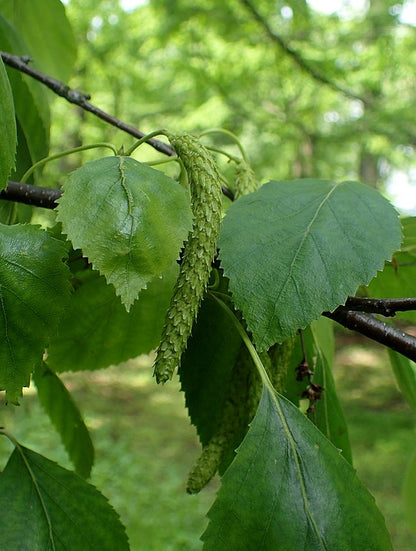 Paper Birch Pack of 25