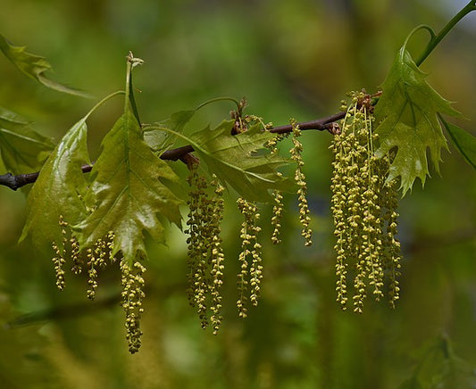 853-1 BR Oak-Red (Packed In Units of 25 Seedlings)