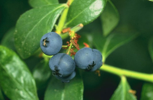 Rancocas Blueberry