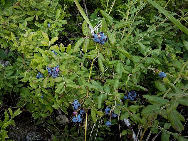 422 Elliott Blueberry