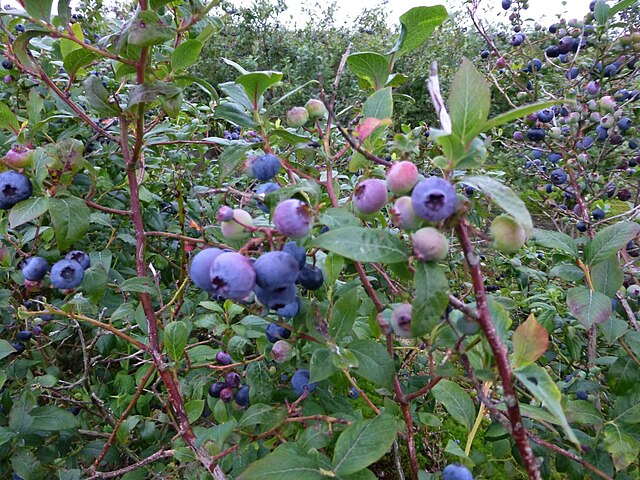 426 Legacy Blueberry