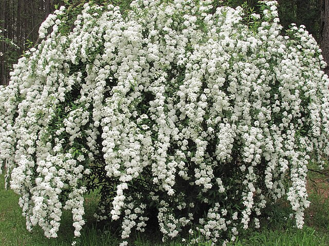 Bridal Wreath