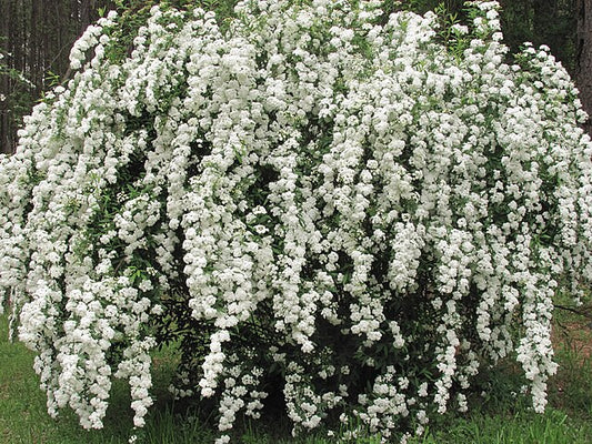 Bridal Wreath