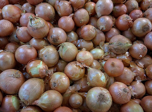 674 Yellow Onion Sets