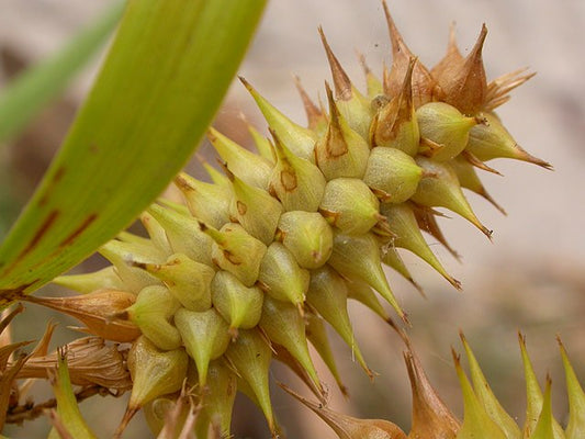 Bottlebrush Grass Quart