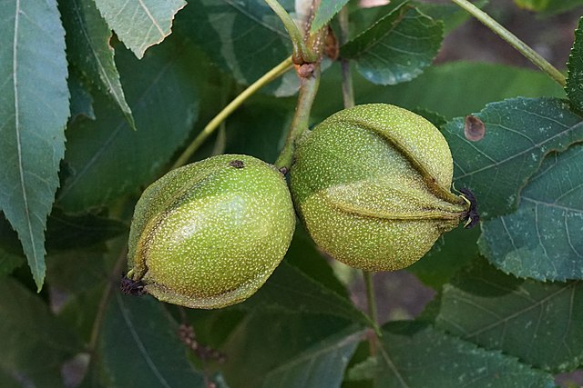 938-1 Hickory-Bitternut (Packed In Units of 25 Seedlings)