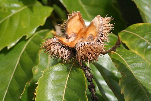 897-1 BR Chestnut-Chinese (Packed In Units of 25 Seedlings)