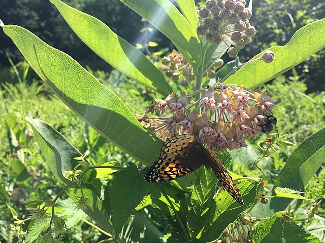 Common Milkweed Quart