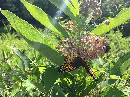 Common Milkweed Quart