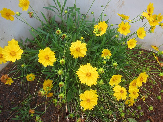 Lance Leaf Coreopsis Flat