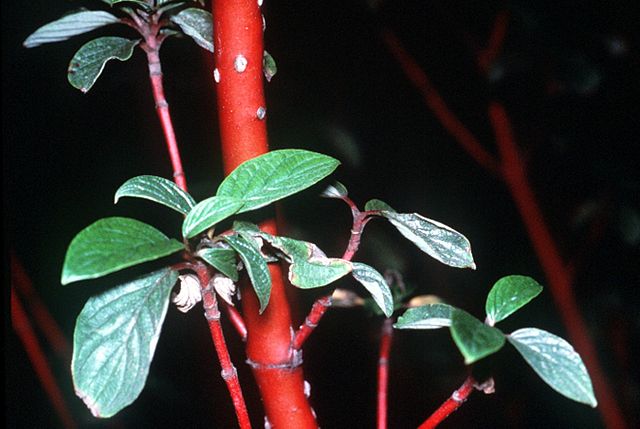 Red Osier Dogwood Pack of 25