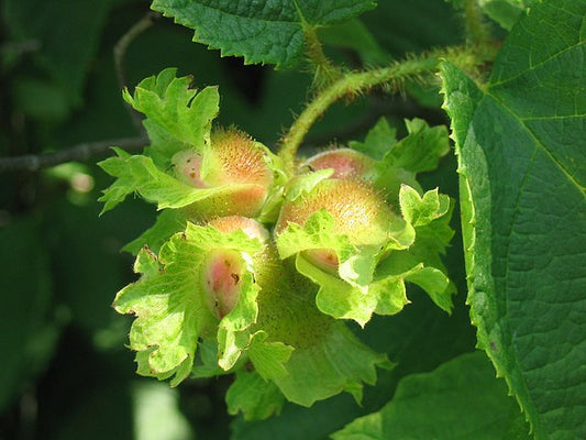 937-1 Hazelnut-American (Packed In Units of 25 Seedlings)