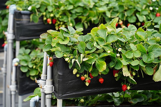 Ozark Beauty Strawberry (25 Plants)