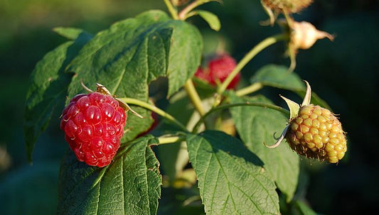 Raspberry 10 Plant Bundle