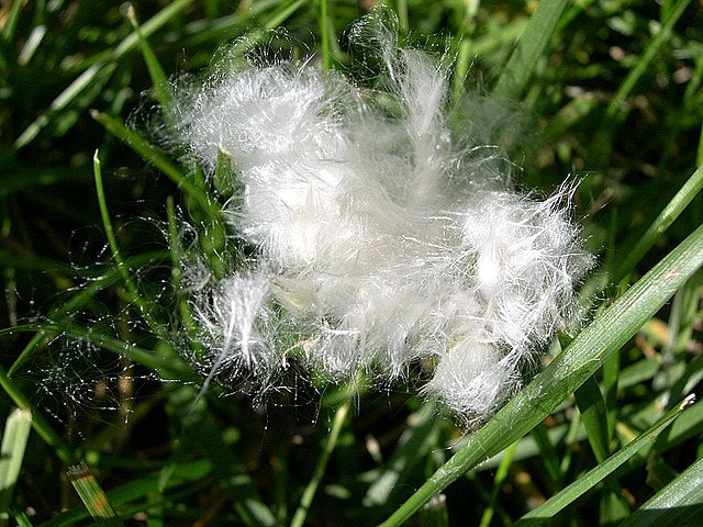 916-1 Cottonwood-Eastern (Packed In Units of 25 Seedlings)